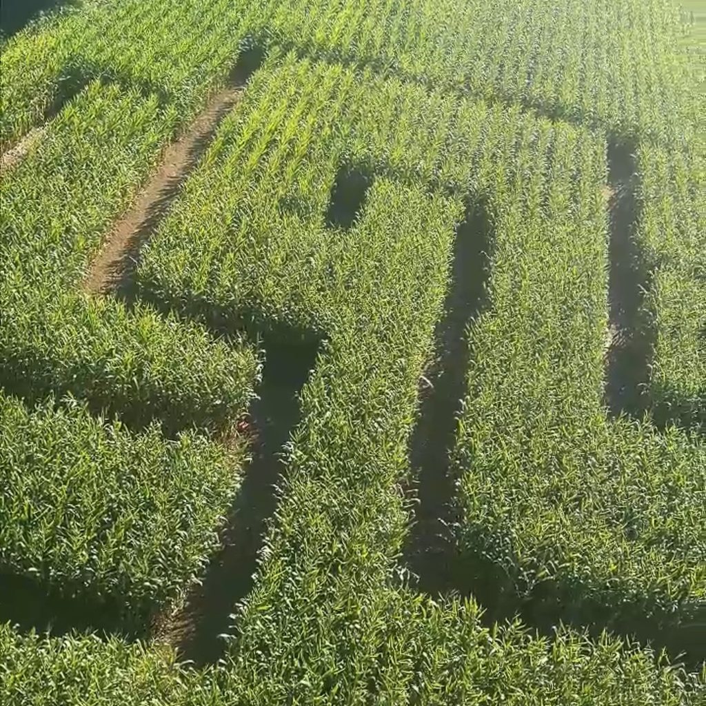 Corn maze in NJ